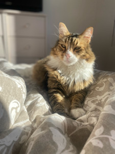 Photo de galerie - Garde animaux