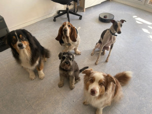 Photo de galerie - Garde animaux