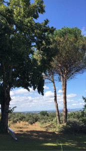 Photo de galerie - Remontée de couronne sur pin