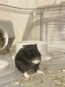 Photo de galerie - Vodka petit hamster russe