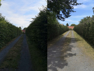 Photo de galerie - Taille d’une baie de charme prix : 320€