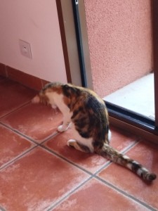 Photo de galerie - Garde animaux