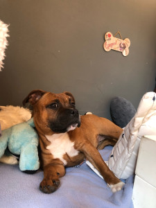 Photo de galerie - Garde animaux