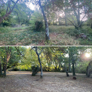 Photo de galerie - Tonte de pelouse - Débroussaillage