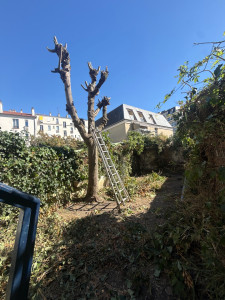 Photo de galerie - Élagage d’un arbre le dernier élagage avait été réalisé, il y a 10 ans.