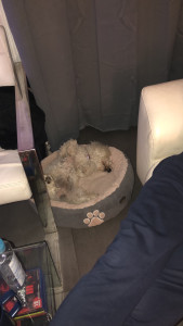 Photo de galerie - Je suis bien chez ma pet Sitter qui prend soin de moi régulièrement 