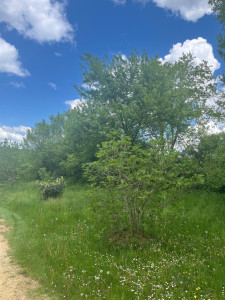 Photo de galerie - Avant débroussaillage 