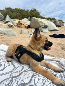 Photo de galerie - Garde chien