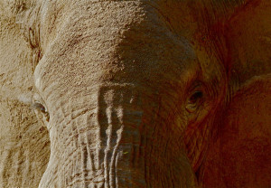 Photo de galerie - Tête à tête en Tanzanie à distance de trompe. Un moment extraordinaire