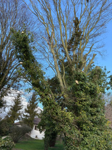 Photo de galerie - Elagage et coupe d'arbres