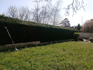 Photo de galerie - Taille de haie 