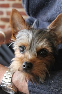 Photo de galerie - Garde chien