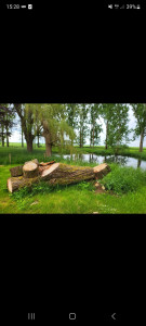 Photo de galerie - Coupé de arbres 