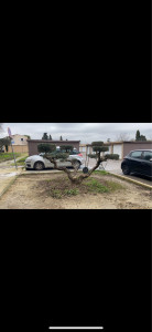 Photo de galerie - Taille Olivier