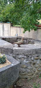Photo de galerie - Réparations d'une patte cassée et fixation de cette jolie sculpture de pigeon en acier 