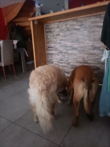 Photo de galerie - Garde chien