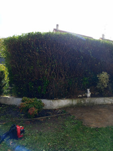 Photo de galerie - Taille de haies et d'arbustes