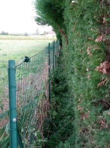 Photo de galerie - Taille de haies et d'arbustes