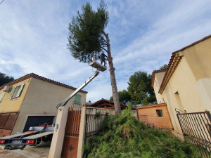 Photo de galerie - Abattage d'arbre avec camion dacelle