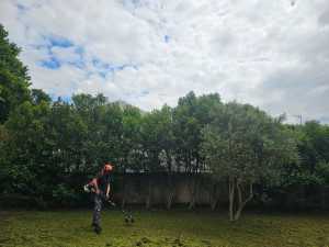 Photo de galerie - Débroussaillage 200 mètres carrée 