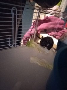 Photo de galerie - Hamster de 2 mois elle s appelle princesse 