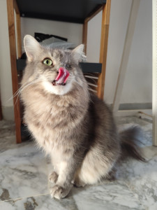 Photo de galerie - Garde chat