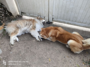 Photo de galerie - Garde de chien 