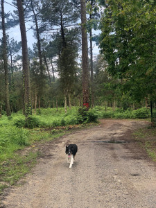 Photo de galerie - Balade Border collie 