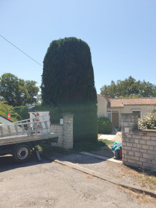 Photo de galerie - Taille de haies et d'arbustes