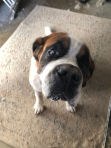 Photo de galerie - Garde animaux