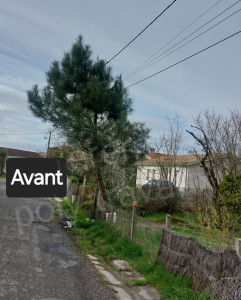 Photo de galerie - Abattage d'arbres 