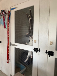 Photo de galerie - Garde animaux