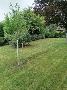 Photo de galerie - Tonte jardin