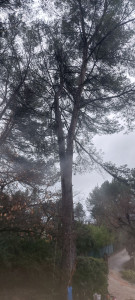Photo de galerie - Elagage et coupe d'arbres