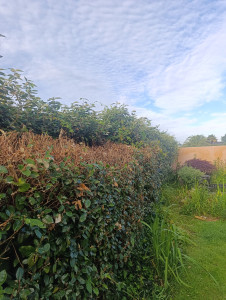 Photo de galerie - Taille de haies et d'arbustes