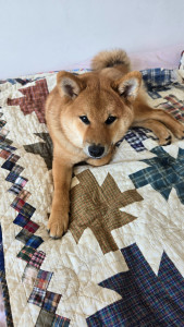 Photo de galerie - Dressage de mon shiba inu que j ai récupéré en elevage a l'age de 2 mois. Education, socialisation humains et congénères. Un amour de chien appartenant a la catégorie de primitif.