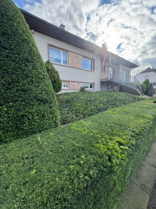 Photo de galerie - Taille de if et de lierre 