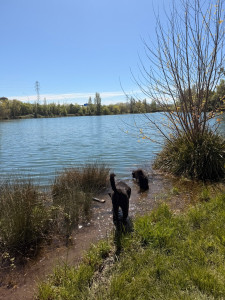 Photo de galerie - Depuis 2018 je garde des chiens chez mes parents qui ont eux un jardin il suffit de convenir les dates en avance j’ai un vrai feeling avec les animaux et je suis passionné 
