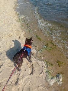 Photo de galerie - Promenade 