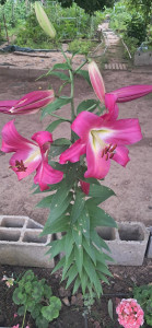 Photo de galerie - Toute service