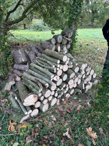 Photo de galerie - Elagage et coupe d'arbres
