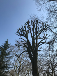 Photo de galerie - Élagage d’un arbre d’environ 18 m de haut