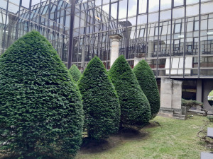 Photo de galerie - Taille de haies et d'arbustes