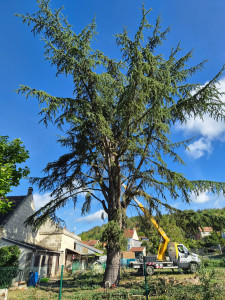 Photo de galerie - Elagage et coupe d'arbres