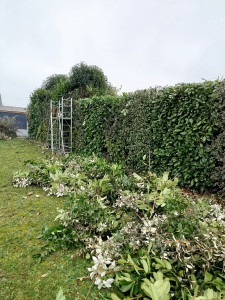 Photo de galerie - Taille de haie 