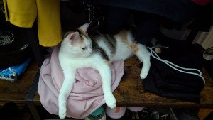 Photo de galerie - Luna 
