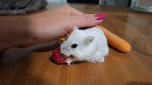 Photo de galerie - Pollen, hamster russe, chouchouté en été. 