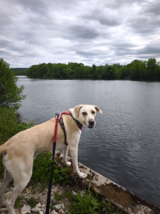 Photo de galerie - Garde chien