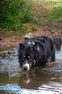 Photo de galerie - Balade de chien