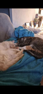 Photo de galerie - 2 de mes chats